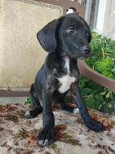 MAZE, Hund, Mischlingshund in Griechenland - Bild 3