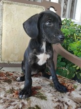 MAZE, Hund, Mischlingshund in Griechenland - Bild 4
