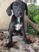 MAZE, Hund, Mischlingshund in Griechenland - Bild 5