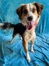 LORENZO, Hund, Sheltie Mix in Wennigsen - Bild 1