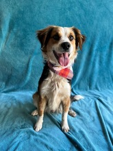 LORENZO, Hund, Sheltie Mix in Wennigsen - Bild 10