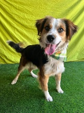 LORENZO, Hund, Sheltie Mix in Wennigsen - Bild 11
