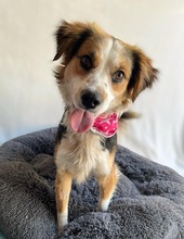 LORENZO, Hund, Sheltie Mix in Wennigsen - Bild 12