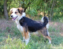 LORENZO, Hund, Sheltie Mix in Wennigsen - Bild 13