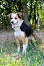 LORENZO, Hund, Sheltie Mix in Wennigsen - Bild 15