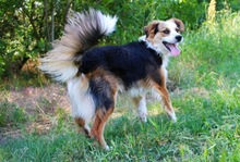 LORENZO, Hund, Sheltie Mix in Wennigsen - Bild 16