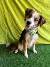 LORENZO, Hund, Sheltie Mix in Wennigsen - Bild 17