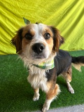 LORENZO, Hund, Sheltie Mix in Wennigsen - Bild 19