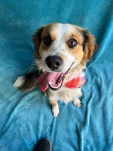 LORENZO, Hund, Sheltie Mix in Wennigsen - Bild 2