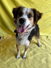 LORENZO, Hund, Sheltie Mix in Wennigsen - Bild 20