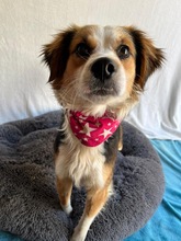 LORENZO, Hund, Sheltie Mix in Wennigsen - Bild 3