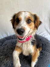 LORENZO, Hund, Sheltie Mix in Wennigsen - Bild 4
