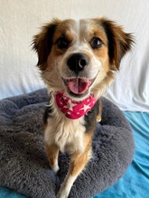 LORENZO, Hund, Sheltie Mix in Wennigsen - Bild 5
