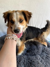 LORENZO, Hund, Sheltie Mix in Wennigsen - Bild 6