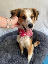 LORENZO, Hund, Sheltie Mix in Wennigsen - Bild 7