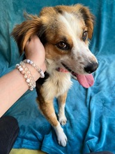 LORENZO, Hund, Sheltie Mix in Wennigsen - Bild 8