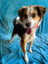 LORENZO, Hund, Sheltie Mix in Wennigsen - Bild 9