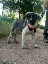 LEE, Hund, Mischlingshund in Langenhagen - Bild 1