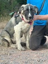 LEE, Hund, Mischlingshund in Langenhagen - Bild 10
