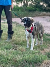 LEE, Hund, Mischlingshund in Langenhagen - Bild 11