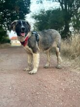LEE, Hund, Mischlingshund in Langenhagen - Bild 12