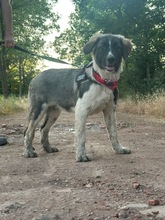 LEE, Hund, Mischlingshund in Langenhagen - Bild 13