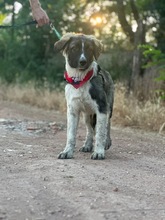 LEE, Hund, Mischlingshund in Langenhagen - Bild 14