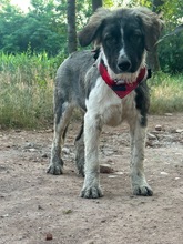 LEE, Hund, Mischlingshund in Langenhagen - Bild 15