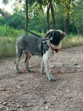 LEE, Hund, Mischlingshund in Langenhagen - Bild 16