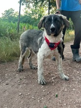 LEE, Hund, Mischlingshund in Langenhagen - Bild 17