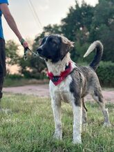 LEE, Hund, Mischlingshund in Langenhagen - Bild 2