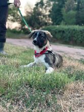 LEE, Hund, Mischlingshund in Langenhagen - Bild 3