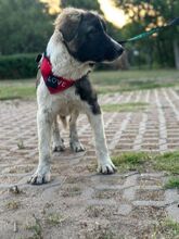 LEE, Hund, Mischlingshund in Langenhagen - Bild 5