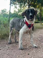 LEE, Hund, Mischlingshund in Langenhagen - Bild 6