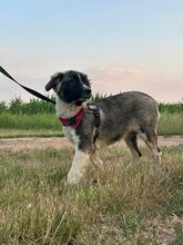 LEE, Hund, Mischlingshund in Langenhagen - Bild 7