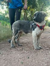 LEE, Hund, Mischlingshund in Langenhagen - Bild 8