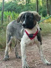 LEE, Hund, Mischlingshund in Langenhagen - Bild 9