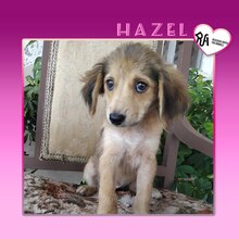 HAZEL, Hund, Mischlingshund in Griechenland - Bild 1