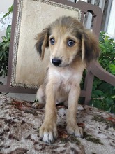 HAZEL, Hund, Mischlingshund in Griechenland - Bild 4