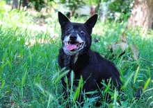 MOGLI, Hund, Chihuahua-Mix in Peine - Bild 1