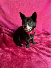 MOGLI, Hund, Chihuahua-Mix in Peine - Bild 10