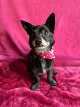MOGLI, Hund, Chihuahua-Mix in Peine - Bild 11