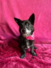 MOGLI, Hund, Chihuahua-Mix in Peine - Bild 12
