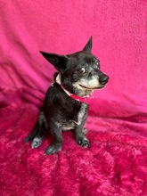 MOGLI, Hund, Chihuahua-Mix in Peine - Bild 13
