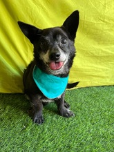 MOGLI, Hund, Chihuahua-Mix in Peine - Bild 14
