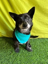 MOGLI, Hund, Chihuahua-Mix in Peine - Bild 15