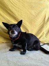 MOGLI, Hund, Chihuahua-Mix in Peine - Bild 16