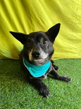 MOGLI, Hund, Chihuahua-Mix in Peine - Bild 17