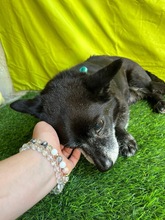 MOGLI, Hund, Chihuahua-Mix in Peine - Bild 18