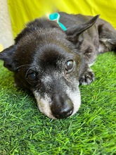 MOGLI, Hund, Chihuahua-Mix in Peine - Bild 19
